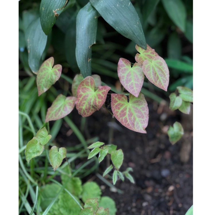 Plant image Epimedium x perralchium 'Frohnleiten'