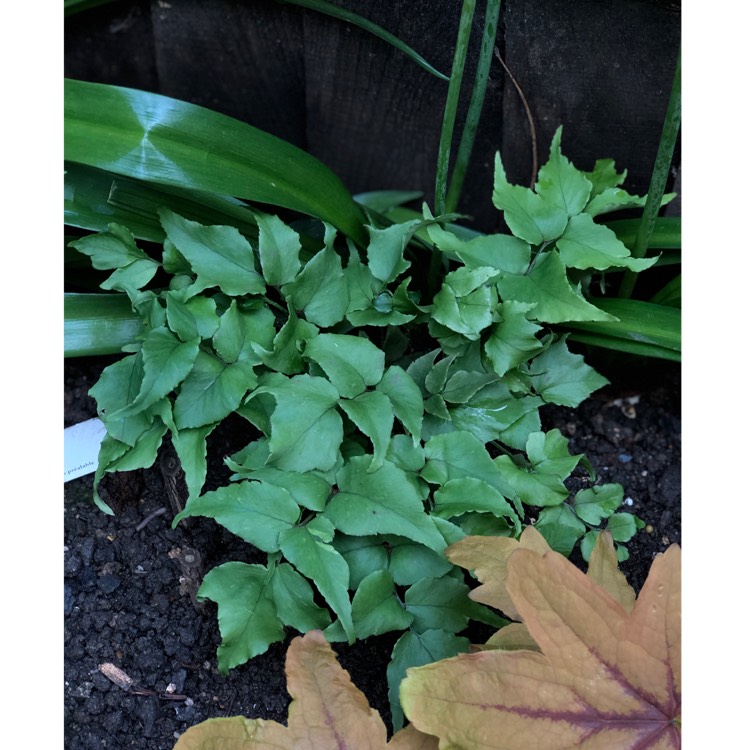 Plant image Cyrtomium Fortunei