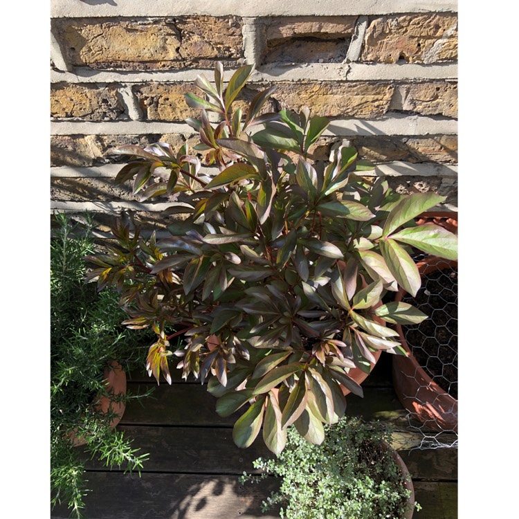 plant image 1004063