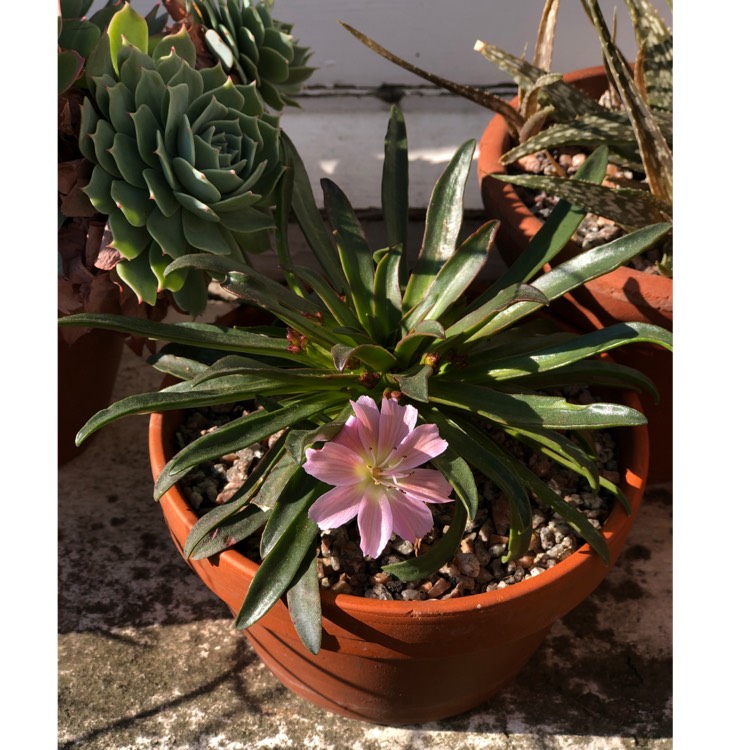 plant image 1004067 plant image 1004067
