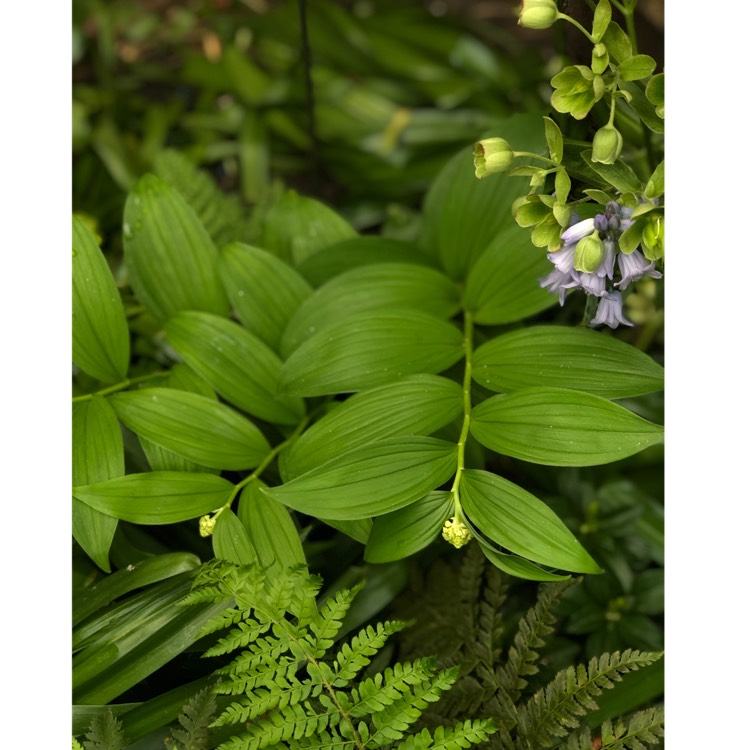 plant image 1007495 plant image 1007495