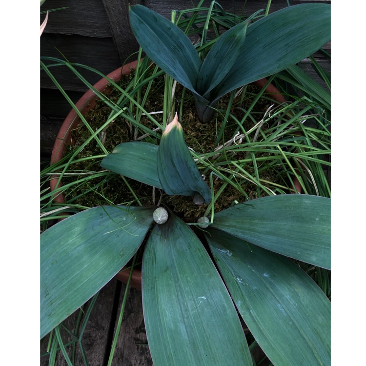plant image 1007499 plant image 1007499