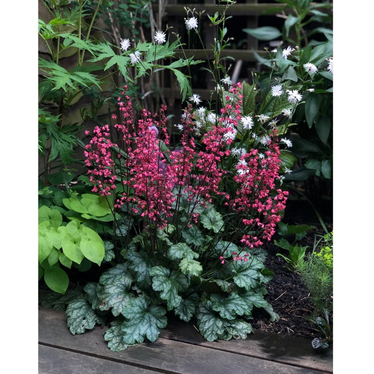plant image 1007504 plant image 1007504