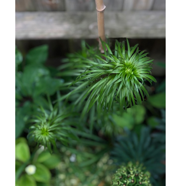 plant image 1007508 plant image 1007508