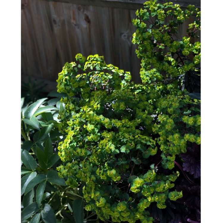 plant image 1019764