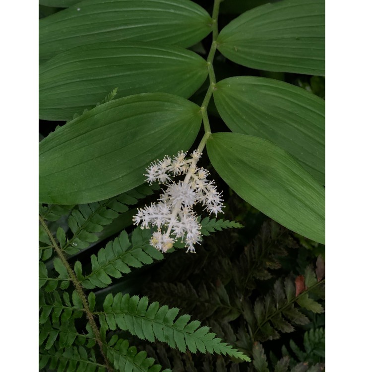 plant image 1021929 plant image 1021929