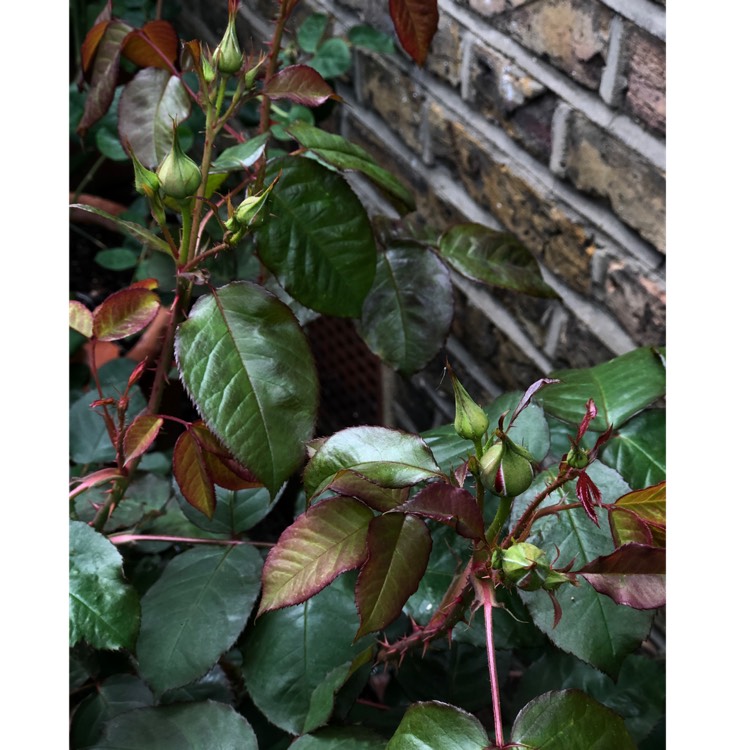 plant image 1021931