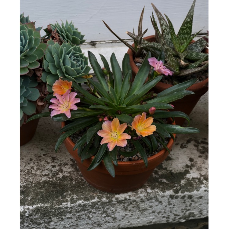 plant image 1021934 plant image 1021934