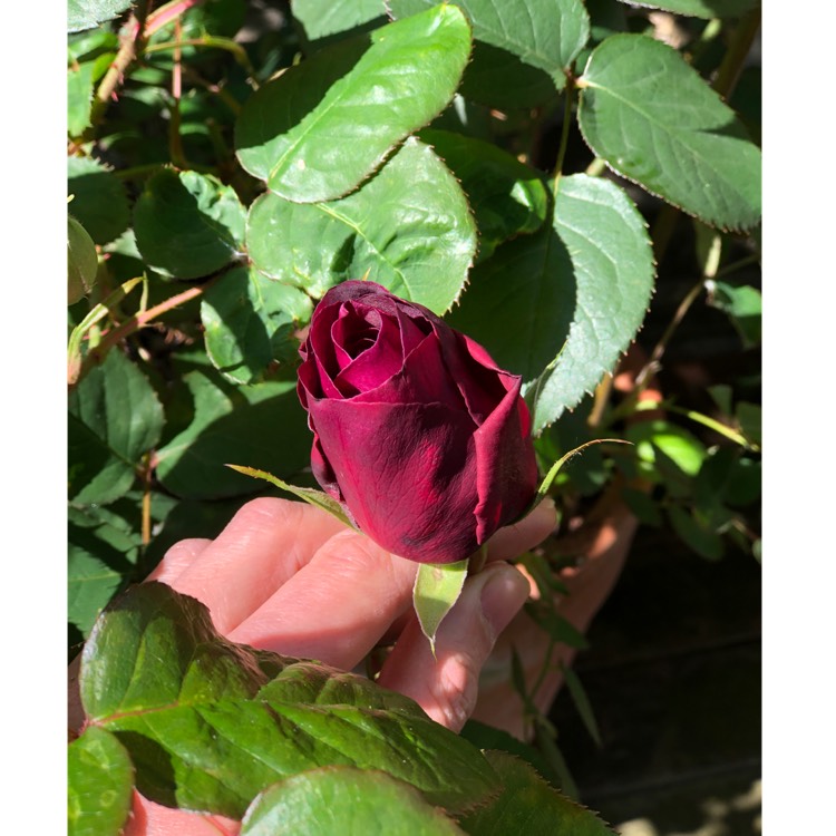 plant image 1027225