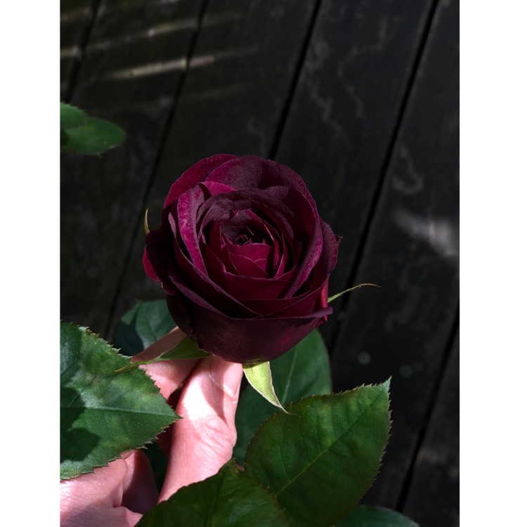plant image 1029494