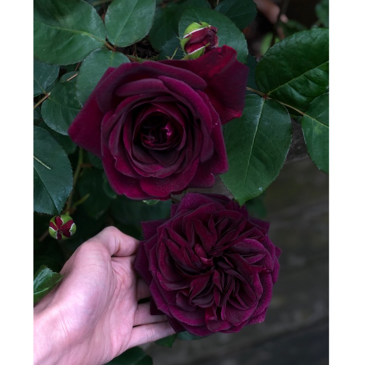 plant image 1042899