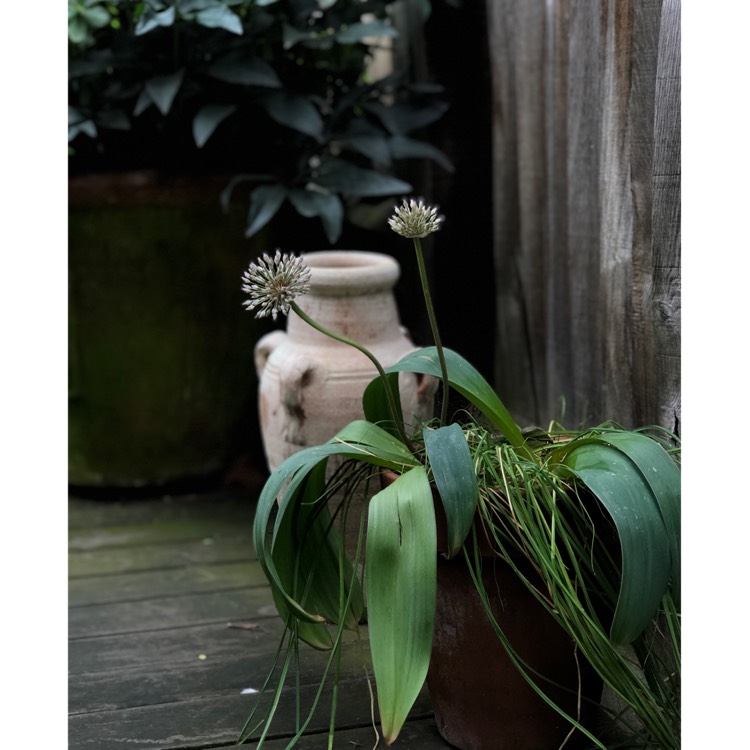 plant image 1046761 plant image 1046761