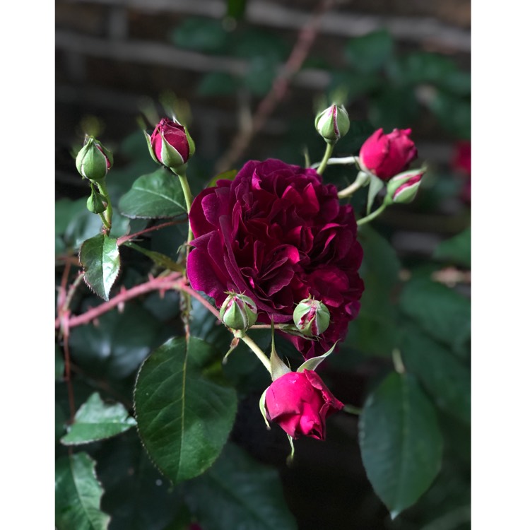 plant image 1058517