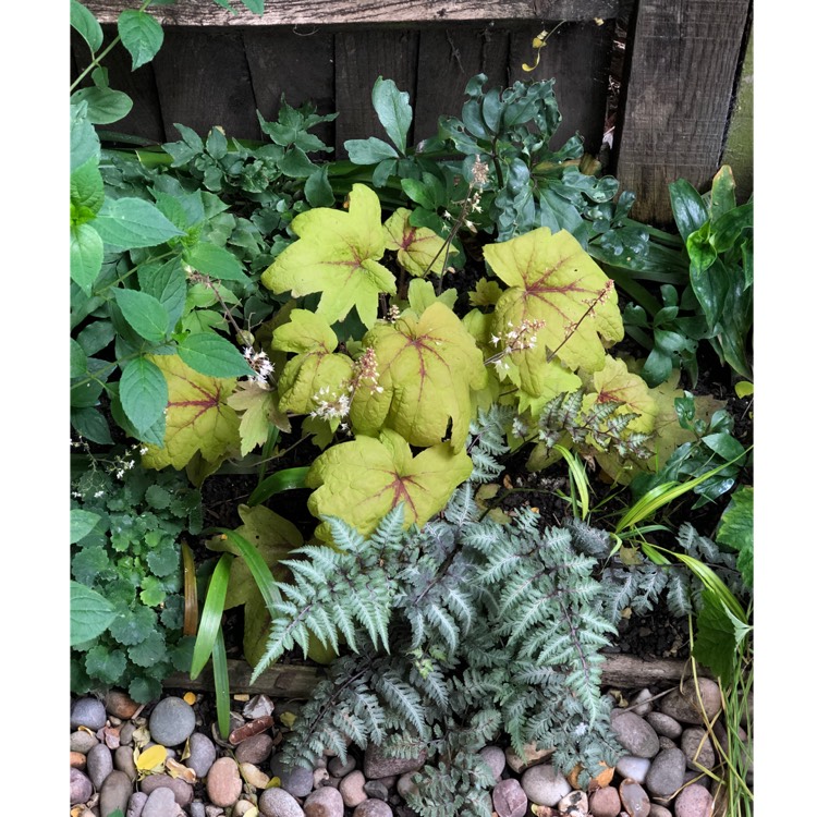 plant image 1068832