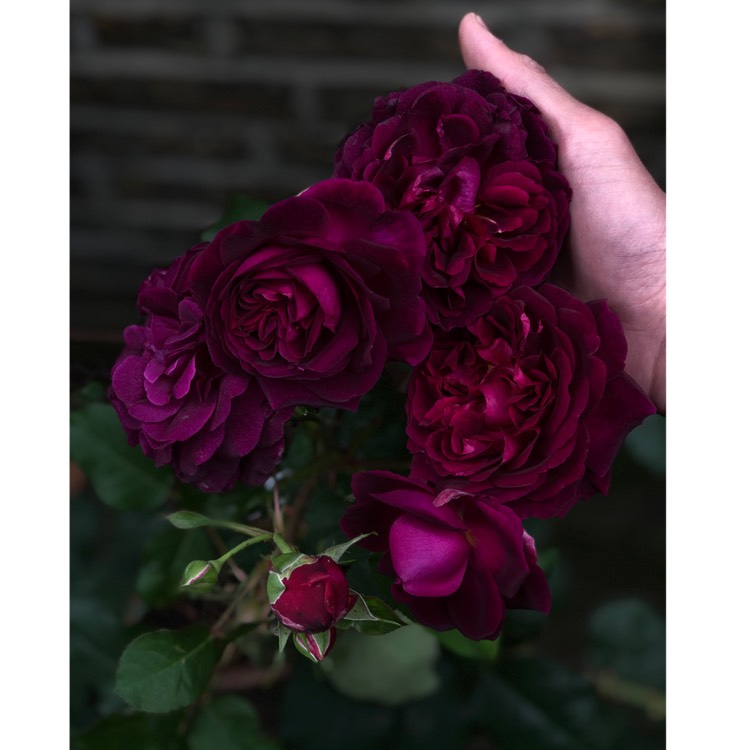 plant image 1073208