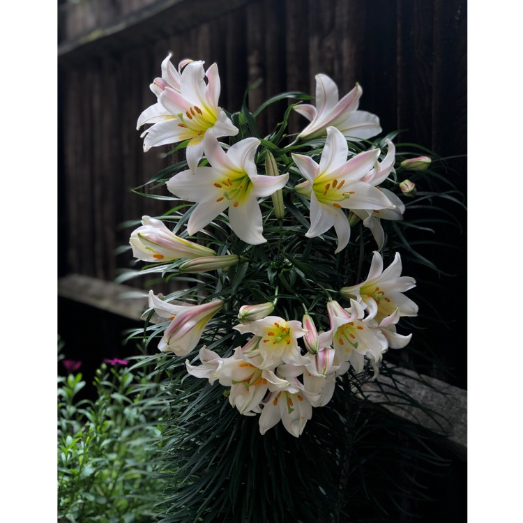 plant image 1092415 plant image 1092415