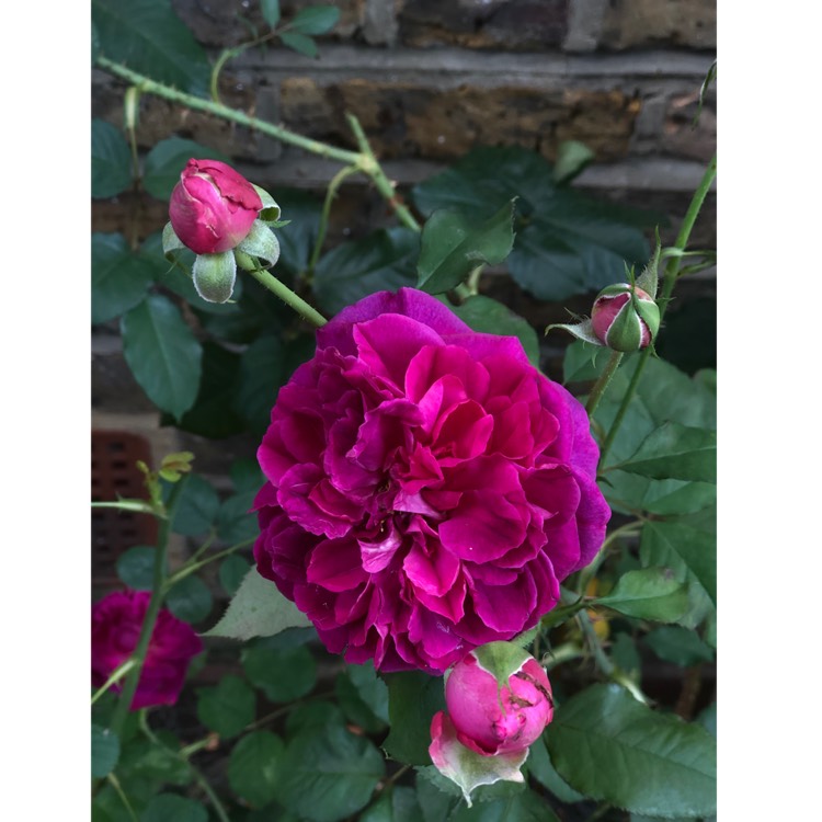 plant image 1129870