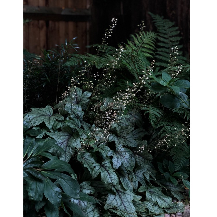 Plant image x Heucherella 'Kimono'