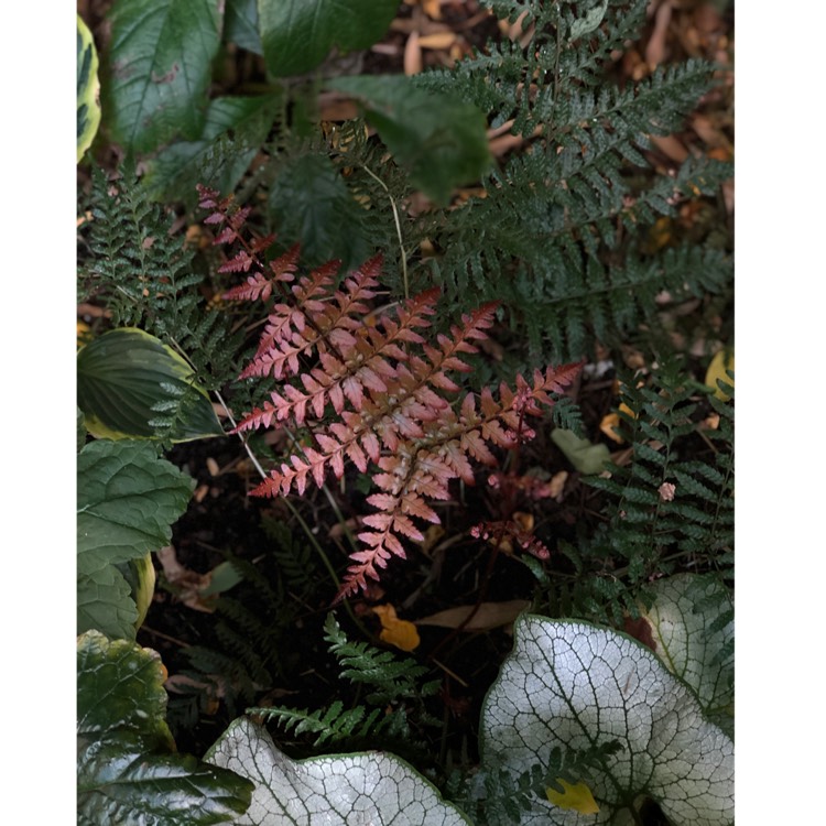 Plant image Dryopteris Erythrosora var. 'Prolifica'