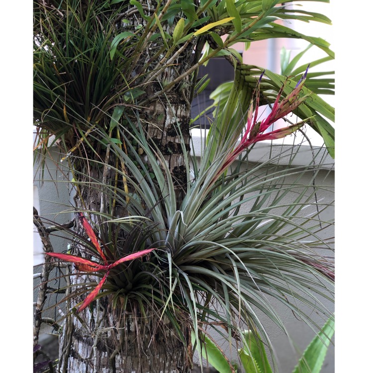 Plant image Tillandsia fasciculata