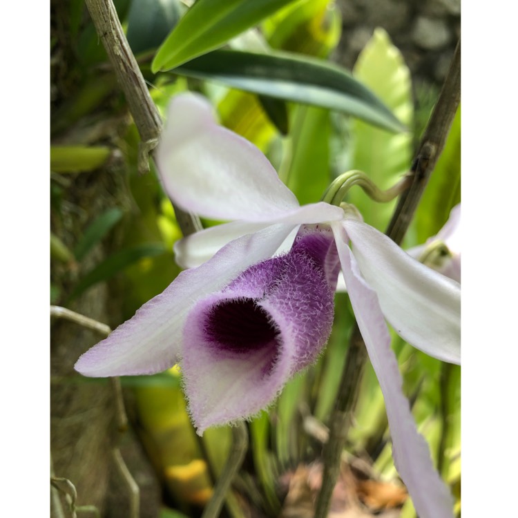 Plant image Dendrobium anosmum syn. Dendrobium superbum