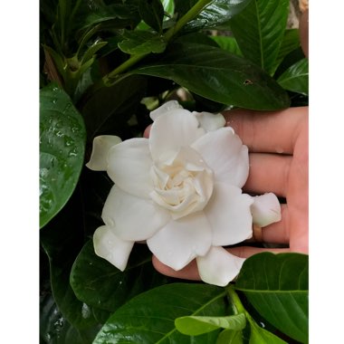 Gardenia Jasminoides