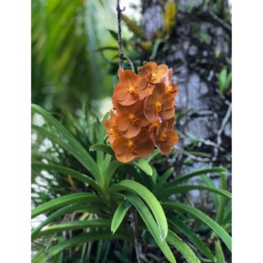 Vanda
