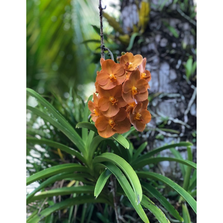 Plant image Vanda