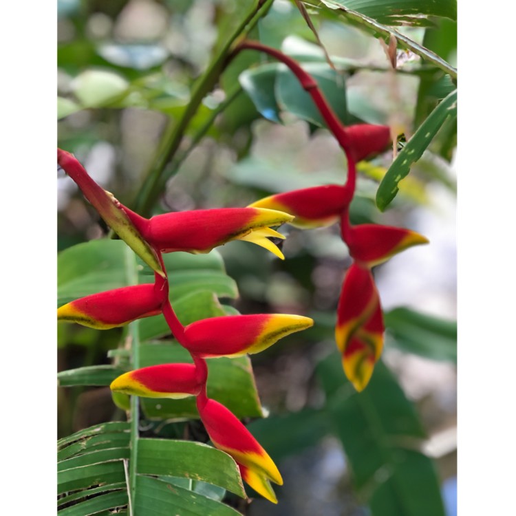 Plant image Heliconia rostrata 
