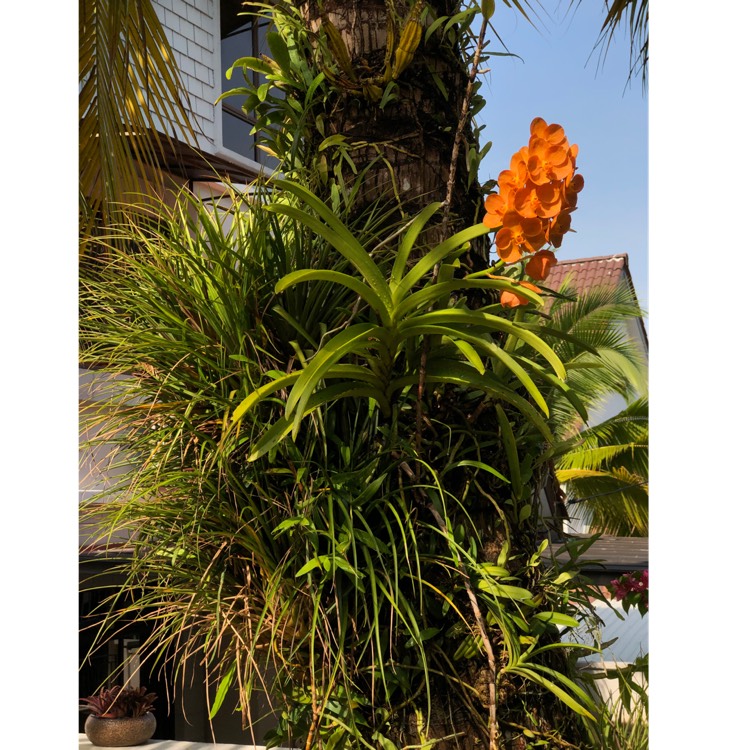plant image 1244821
