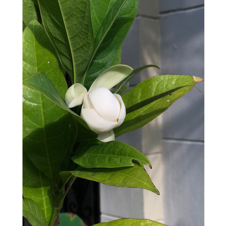 plant image 1246136