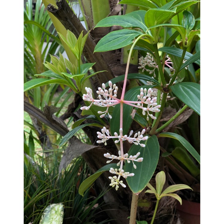 Plant image Medinilla myriantha