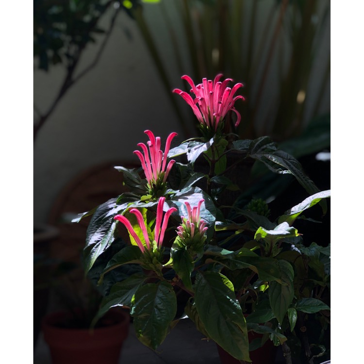 plant image 1338299