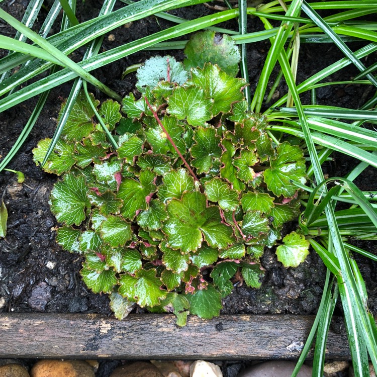 plant image 654343 plant image 654343