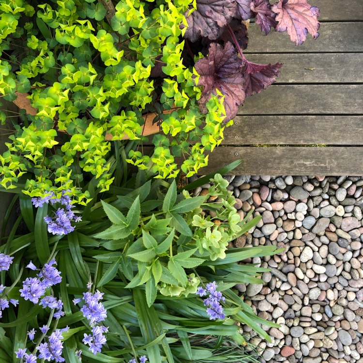plant image 677593