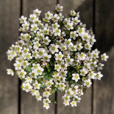 Saxifraga 'Apple Blossom'
