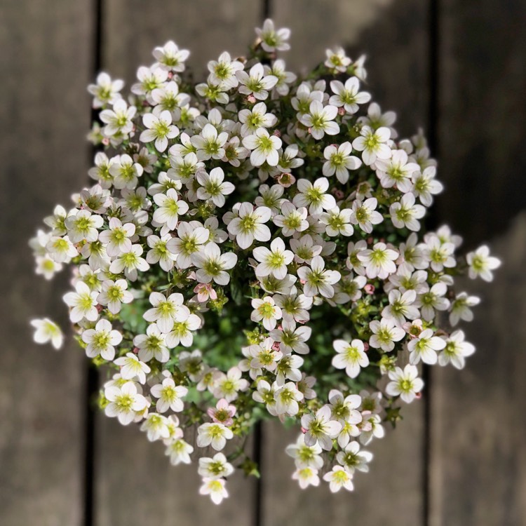 Plant image Saxifraga 'Apple Blossom'