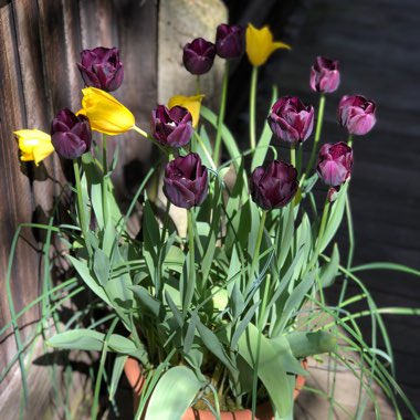 Tulipa 'Paul Scherer'