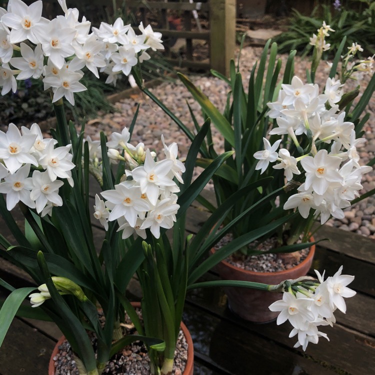Plant image Narcissus 'Ziva'