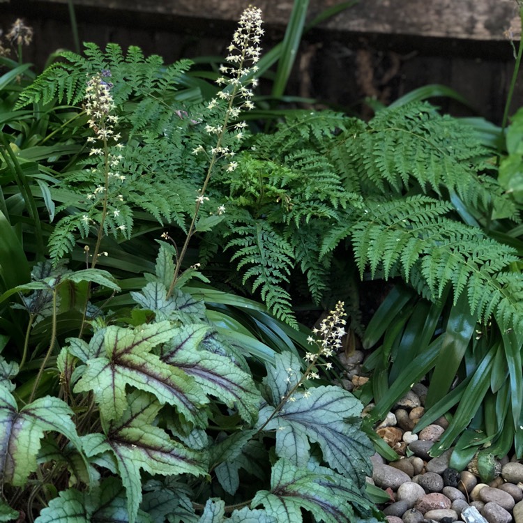 plant image 698947