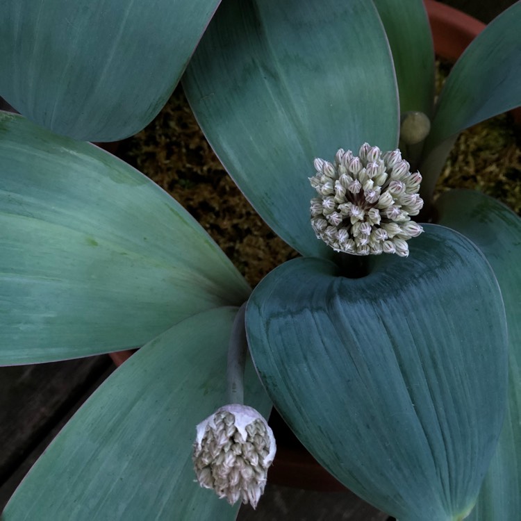 plant image 701065 plant image 701065