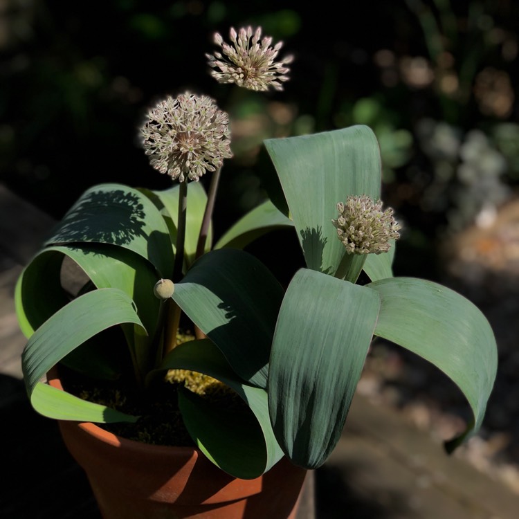 plant image 707216 plant image 707216