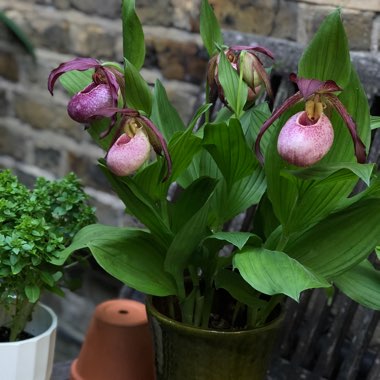 Cypripedium