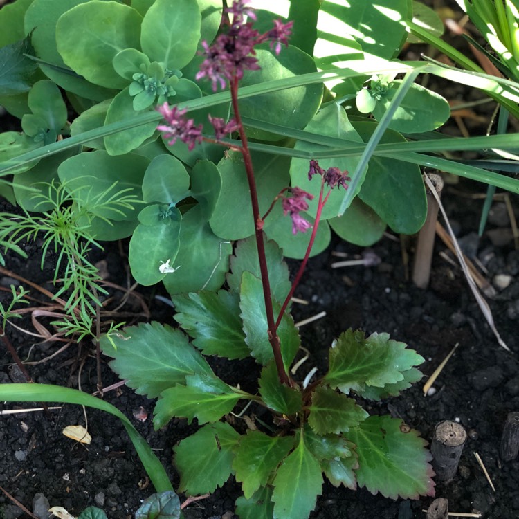plant image 750941