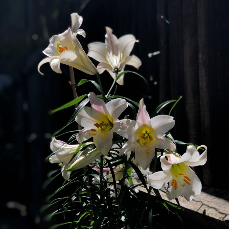 plant image 750948 plant image 750948