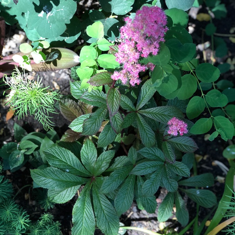 Plant image Rodgersia 'Bronze Peacock'