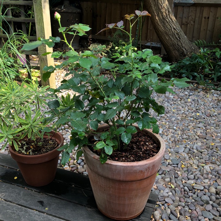 plant image 779037