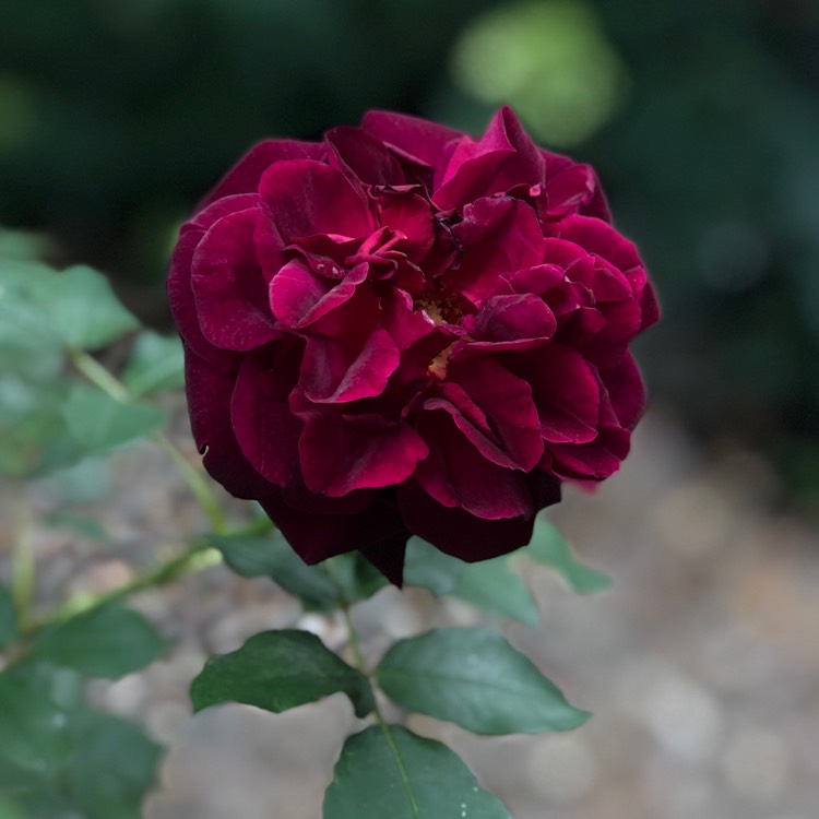 plant image 790374
