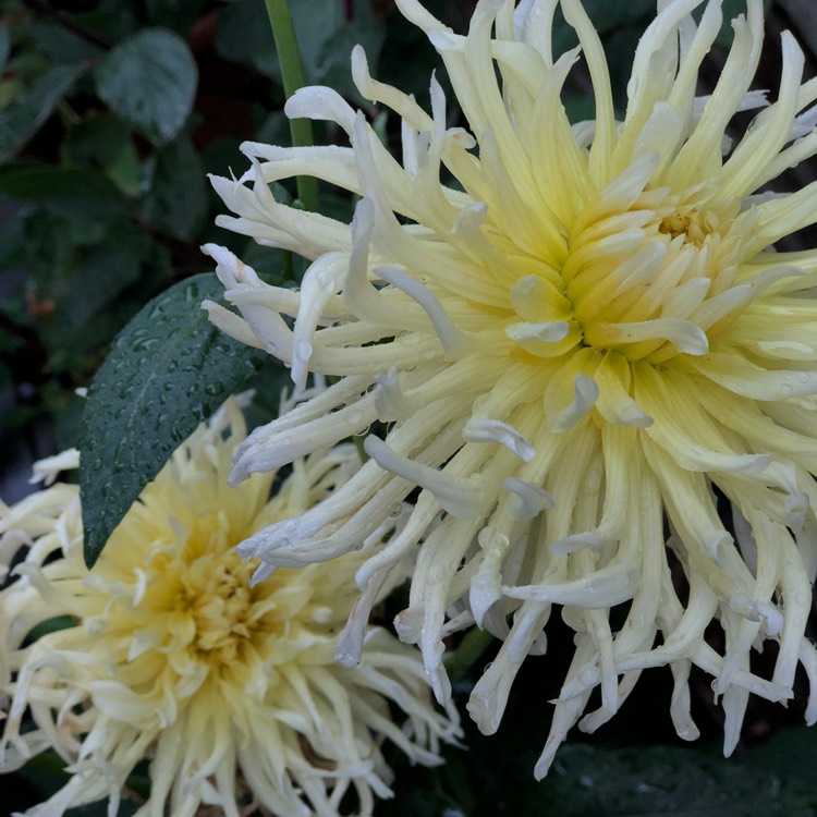 Plant image Dahlia 'My Love'
