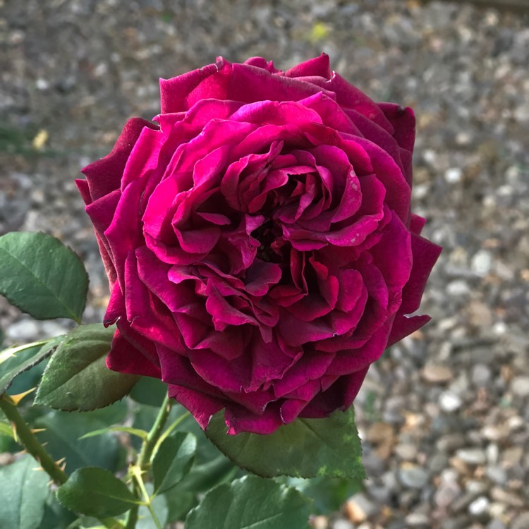 plant image 804536